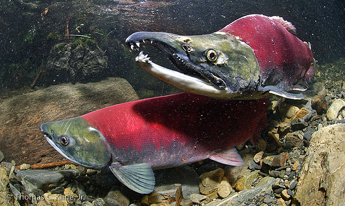 Sockeye salmon spawning pair